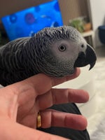 Papegøje, Grå Jaco, 2 år