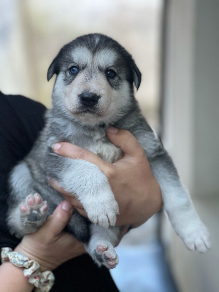 Schæfer/husky/ulvehund, hvalpe, 5 uger