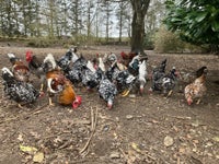 Kyllinger, 50 stk.