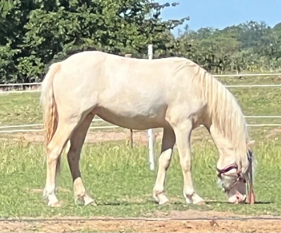 Welsh pony og Cob, hoppe, 2 år