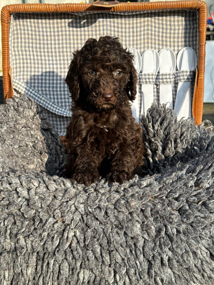 Labradoodle , hvalpe, 6 uger