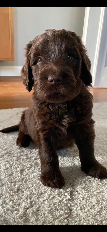 Labradoodle, hvalpe, 6 uger