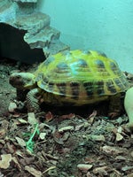 Skildpadde, Russisk landskildpadde