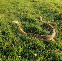 Slange, Konge Python