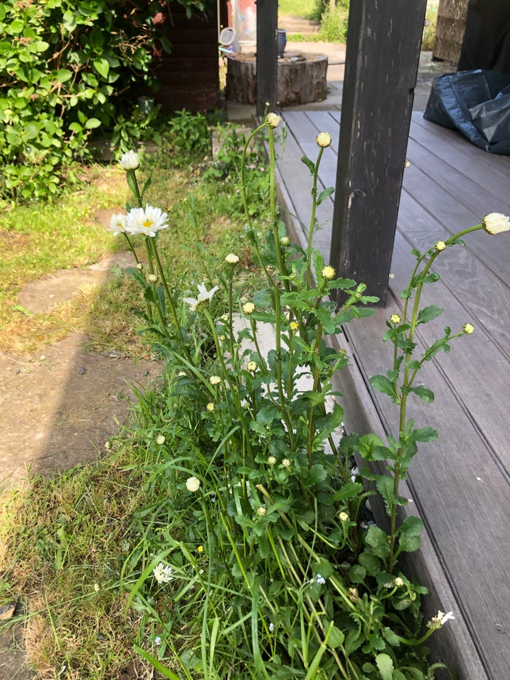 Staude, Margueritte