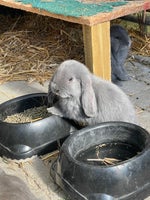 Kanin, Fransk vædder , 0 år