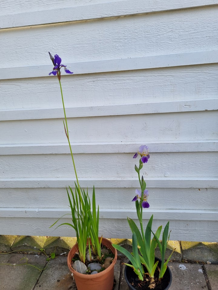 Stauder, Iris