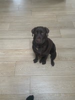 Labrador, hund, 3 år