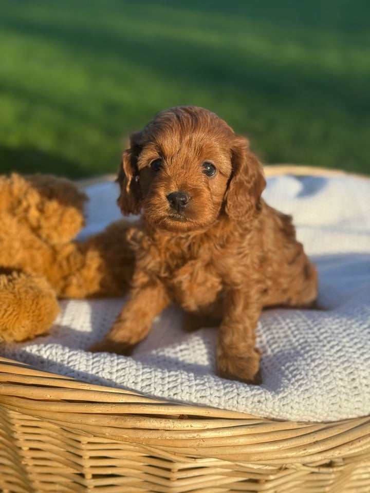 Cavalier King Charles Spaniel