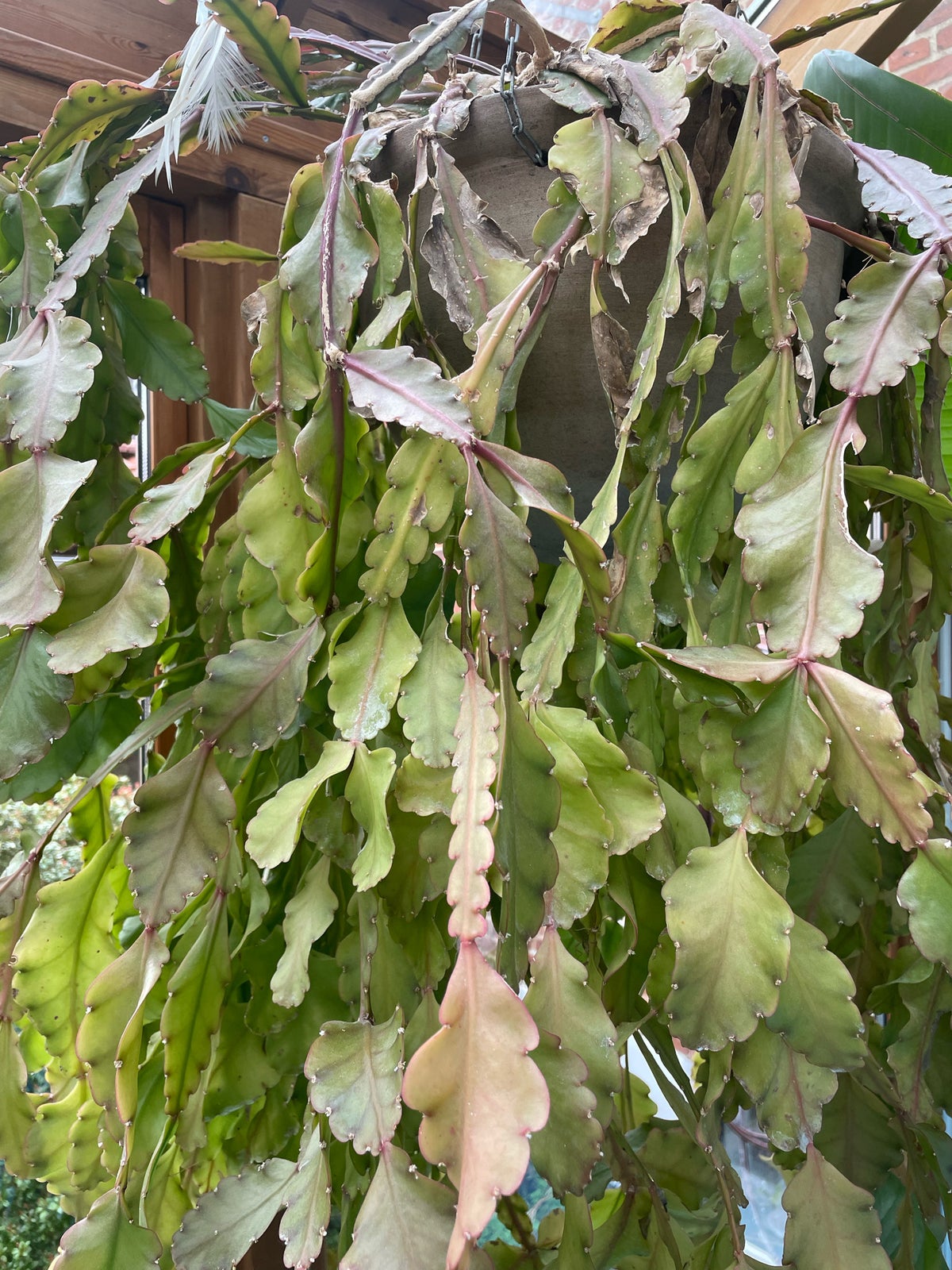 Kaktus succulent, Rhipsalis agudoensis