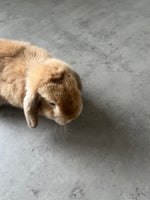 Kanin, Miniloop kaninunge , 0 år