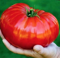 Tomat, bøf - Giant brutus - 10 frø