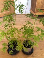 Potteplante , Duftgeranie / pelargonium radula
