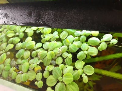 Planter, Har en masse "Muslingeblomster" (Pistia stratiotes) flyder planter. Nogen der vil bytte med