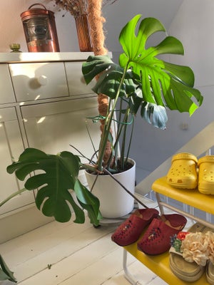 Monstera Deliciosa, Min flotte Monstera Deliciosa søger et nyt hjem, da den fylder for meget i mit l