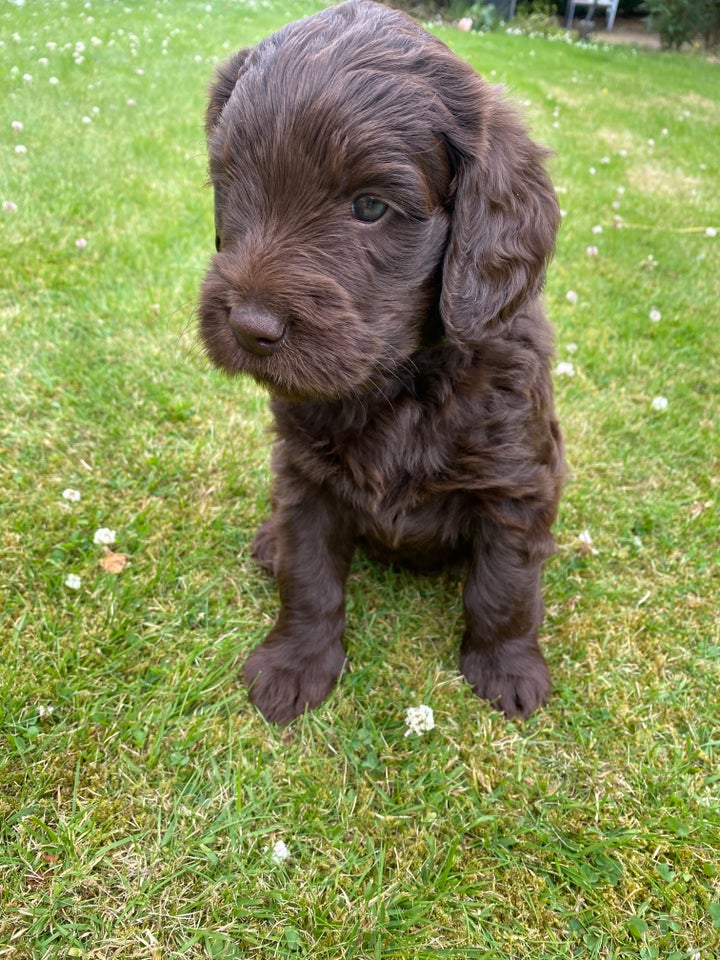 Labradoodle, hvalpe, 6 uger