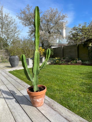 Kaktus, Kaktus uden torne - er 135 cm høj inkl. potten