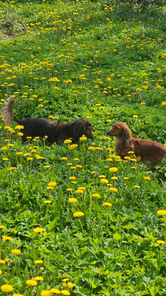 Langhåret gravhunde hvalpe - tæver