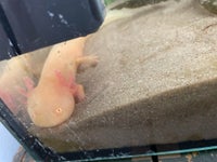 Axolotl, 1 stk.