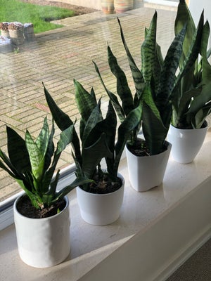 Stueplante, Sukkulent, Sansevieria Moonshine er en tropisk, men sukkulentlignende plante, der oprind