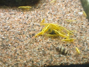 Yellow Flame Neocaridina Shrimp (Neocaridina davidii var. Yellow Flame)