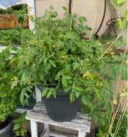 Tomat planten UDEN arbejde, Sunde frø af “100/1000”
