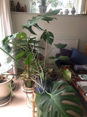 Monstera, Plante i god trivsel. 65-70 cm høj fra jordhøjde 