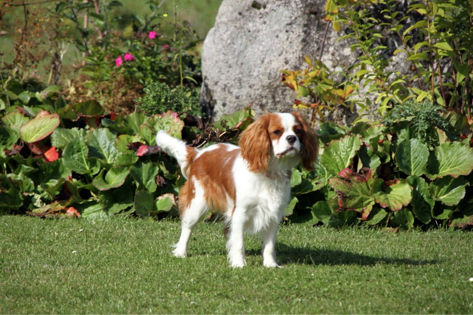 Cavalier King Charles Spaniel