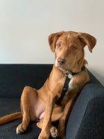 Labradorblanding, hund, 2 år