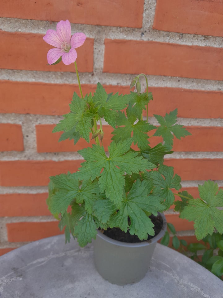 Stauder, Storkenæb, Geranium