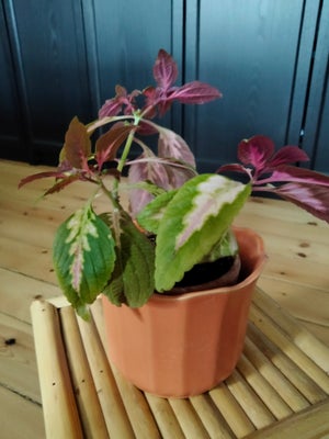 Stueplante, Paletblad /coleus, Paletbladsplante/coleus med grønne blade, der kan skifte til rødlige 