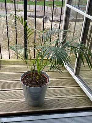 Palm, Palm plant, selling due to moving. About 85cm high. Incl pots