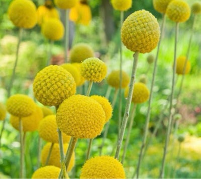 Drumsticks - 20frø, Drumsticks - 20frø
Craspedia globosa
Planten kendt som 'drumsticks' har ikke et 