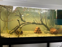 Akvarium, 60 liter