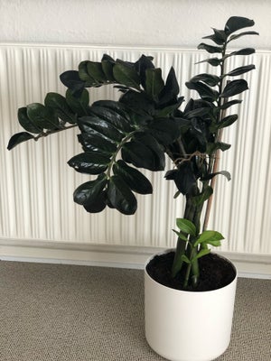 Stueplante, Bregne, Kært barn har mange navne - denne stueplante, Zamioculcas Zamiifolia, kendes båd