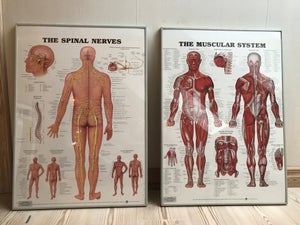 Anatomi plakater over nerve- og muskelsystem 