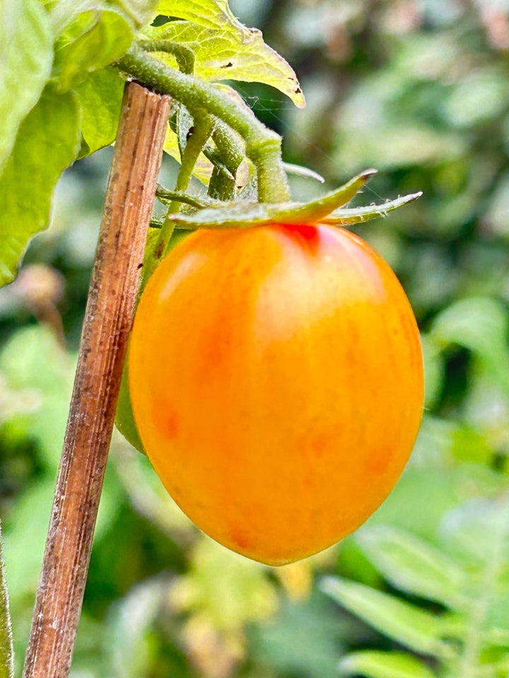 Tomat Frø - 99,9 spirer!, Sunde frø af 31 tomat sorter