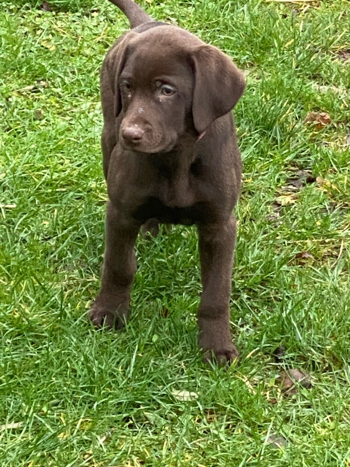 Labrador / Weimaraner, hvalpe, 8 uger