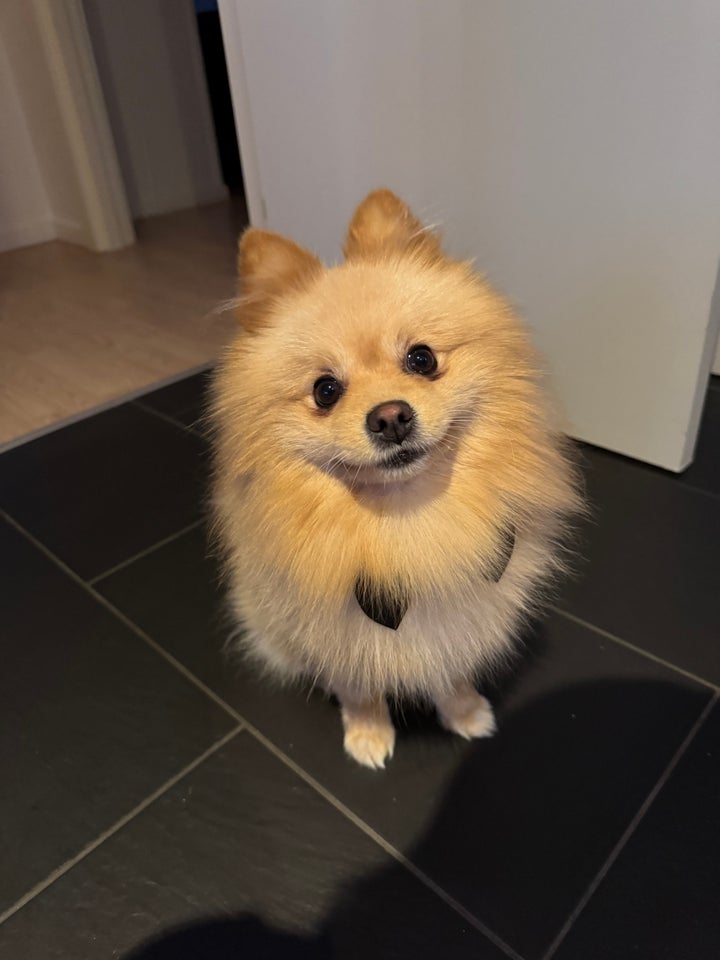 Pomeranian