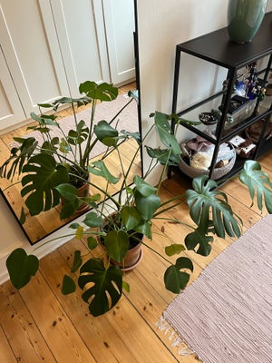 Monstera, Stor, flot monstera-plante, der vokser godt. Sælges inklusiv potte