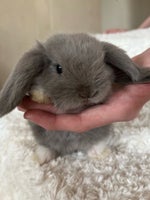Kanin, Mini lop kaninunge, 0 år