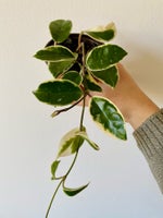 Hoya Krimson Queen rare plant