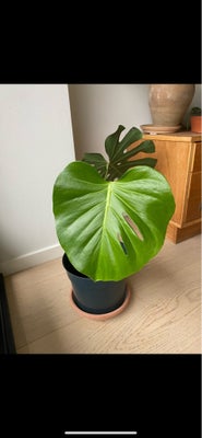 Monstera deliciosa , Monstera, Monstera deliciosa125kr. 