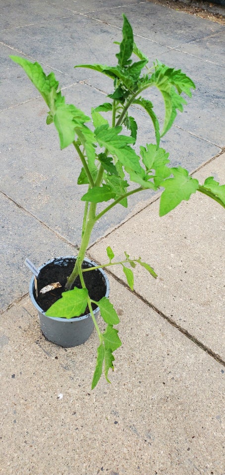 Tomatplanter, frøstabile, flere sorter