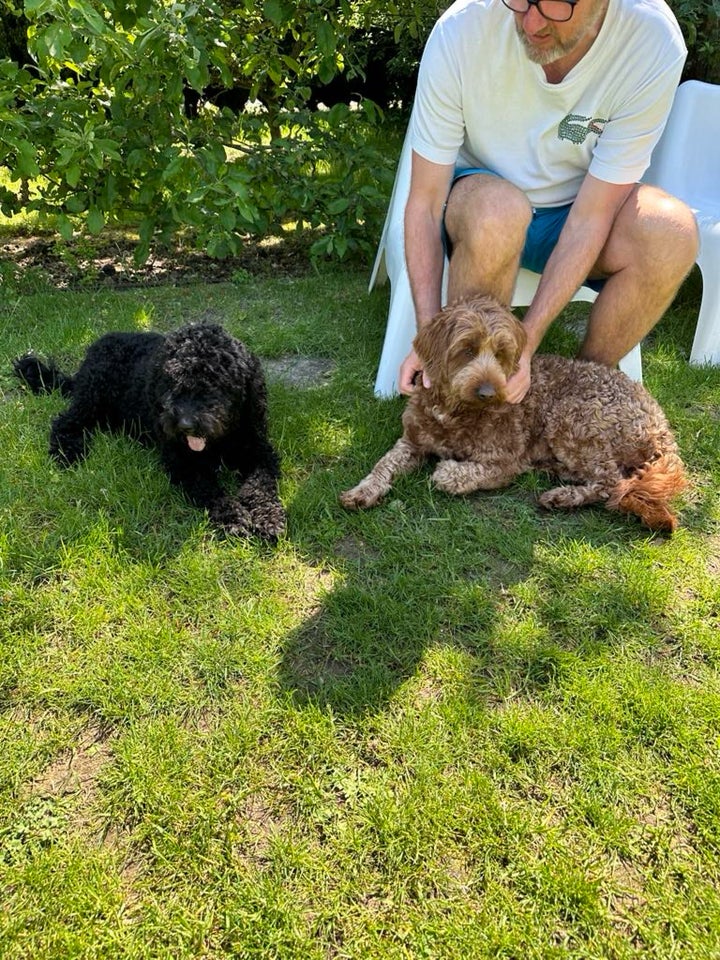 Salgsklar F2b labradoodle + Australsk labradoodle