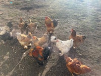 Kyllinger, 4 stk.