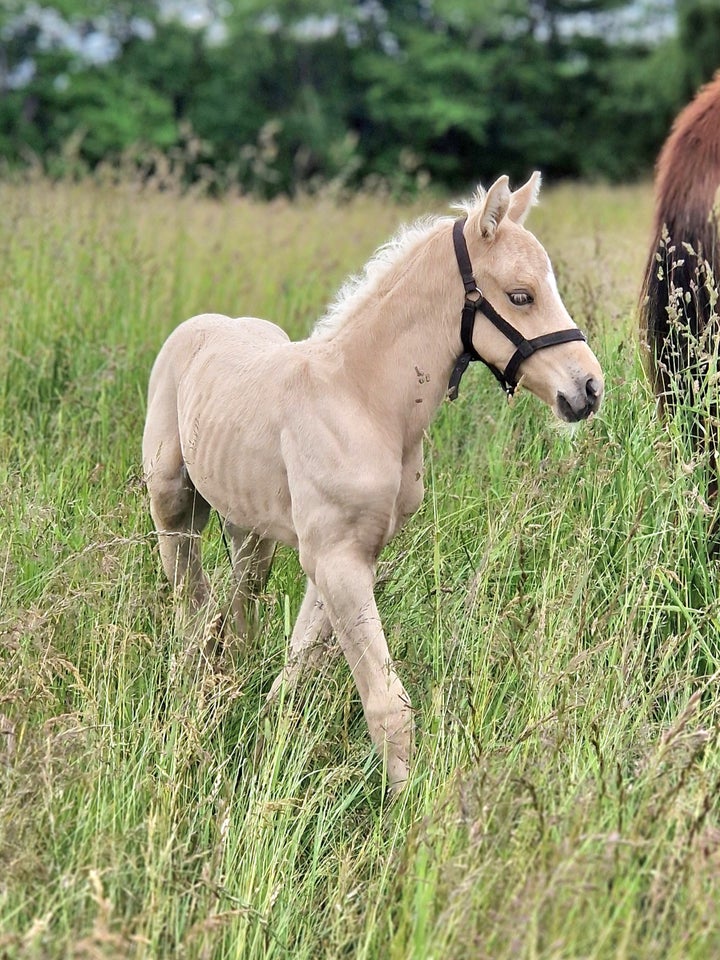 Dansk Varmblod, hingst, 0 år