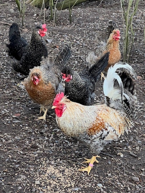 Kyllinger, 30 stk.