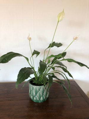 Stueplante, Fredslilje, Super fin peace lily. Højde cirka 60 cm og pottestørrelse 12 cm. Sælges grun