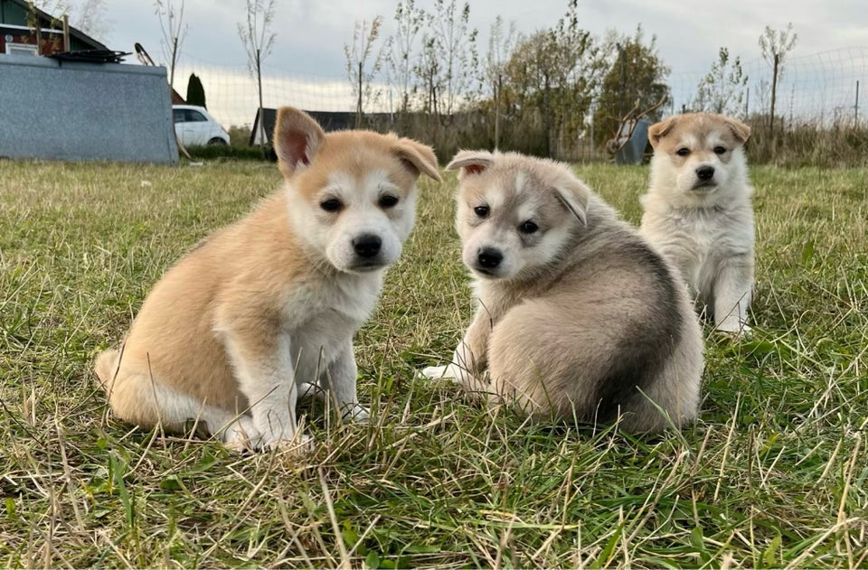 Alaskan Malamute